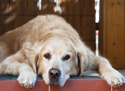 El animal geri&aacute;trico