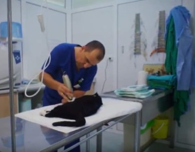 Los cuidados necesarios tras la esterilizaci&oacute;n