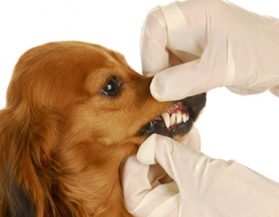 Odontolog&iacute;a: la importancia de la higiene dental