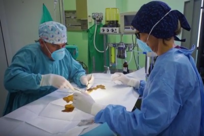 Los cuidados necesarios tras la esterilizaci&oacute;n