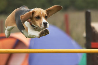 Educaci&oacute;n del cachorro