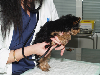 Al veterinario, que toca revisi&oacute;n