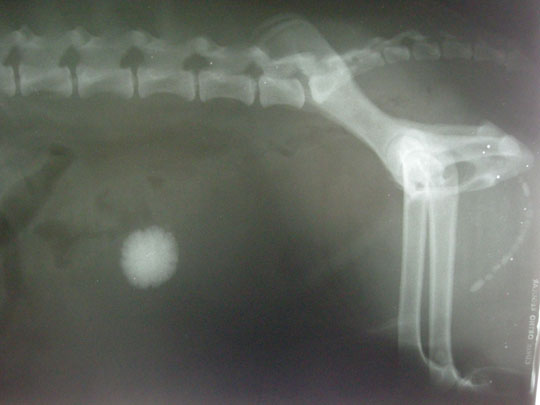 Piedras en el ri&ntilde;&oacute;n (urolitiasis canina)