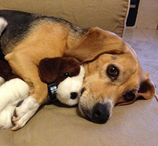 Adopta juguetes, &iquest;qu&eacute; hacemos?