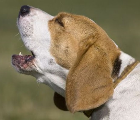 &iquest;Por qu&eacute; muerden los perros?