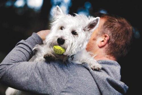 &iquest;Es hiperactivo mi perro?